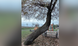 Eskişehir'de devrilmek üzere olan ağaç tedirgin ediyor