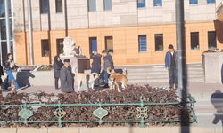 Eskişehir'de başıboş köpekler endişe yaratıyor