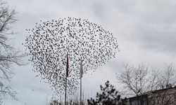 Eskişehir'de kuşlar gökyüzünde görsel şölen yaşattı