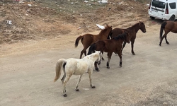 Eskişehir'de başıboş atlar tedirgin ediyor