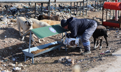 Eskişehir Büyükşehir Belediyesi'nden sokak hayvanları için yeni proje