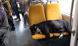 Tramvaya binen uykucu köpek yolcuların ilgi odağı oldu