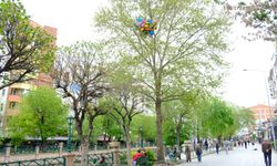 Eskişehir'de talihsiz olay! Satıcının elinden kaçırdığı uçan balonlar ağaca takılı kaldı