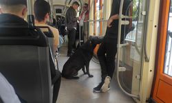 Eskişehir'de tramvayla seyahat eden köpek yüzleri gülümsetti