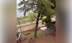 Eskişehir'de 23 yıllık sedir ağacı fırtınaya dayanamadı
