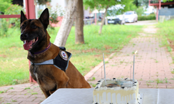 Eskişehir'de görev almıştı... Narkotik köpeği Hulk'un 7'nci yaş günü kutlandı