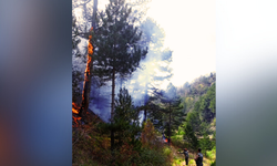 Komşuda orman yangını: 2 hektarlık alan kül oldu