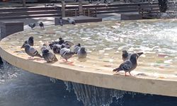 Eskişehir'de sıcaktan bunalan güvercinler süs havuzlarına girdi