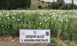 Eskişehir'de 22 bin 580 kök haşhaş bitkisi imha edildi
