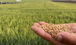 Eskişehir'deki çiftçiler zamdan sonra konuştu: 1 kilogram buğday 1 ekmek etmiyor
