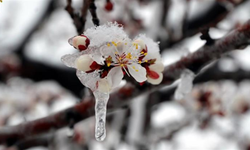 Meteoroloji saat verdi: Eskişehir için zirai don uyarısı
