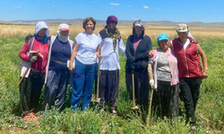 Ayşe Ünlüce kekik tarlasında çalışan kadınları ziyaret etti