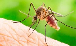 Sivrisinekleri kaçırmanın doğal yolu açıklandı: Meğer bu kadar kolaymış