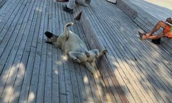 Eskişehir'de sıcak hava köpekleri de etkiledi