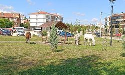 Eskişehir'de başıboş atlar vatandaşı tedirgin ediyor