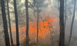 Kütahya'da orman yangını