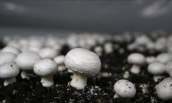 Eskişehir’de Mantar Yetiştiriciliği Kursu başladı: 25 kursiyer eğitim alacak