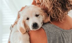 Köpeği olanlara anlatın! Köpeği olanların bilmesi gereken 7 şey