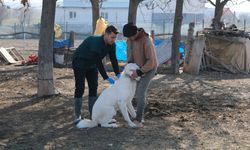 Sivrihisar'daki çoban ve bekçi köpekleri için çalışma başlatıldı