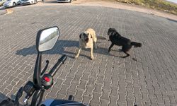 Eskişehir'de başıboş köpekler motosikletliye saldırdı: O anlar kask kamerasına yansıdı