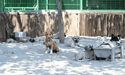 Eskişehir'de sokak hayvanı kısırlaştırma işlemleri başladı