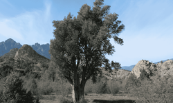 Sarıcakaya'da zeytin ve zeytinyağı üretiminde önemli bir merkez haline geliyor