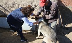 Eskişehir’de 5 ay içinde 600 sokak köpeğine çip takıldı