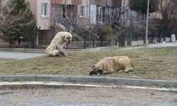 Eskişehir’de sokak hayvanları için yeni düzenleme: Oy birliğiyle kabul edildi