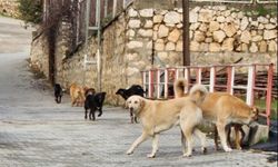 Eskişehir'in komşusunda sokak köpeklerinin hepsi toplanacak!