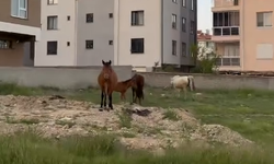 Eskişehir'de başıboş atlar endişe yaratıyor