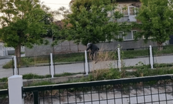 Eskişehir'deki o kanalda şaşırtıcı görüntü: Korkuluk yapıldı ama...