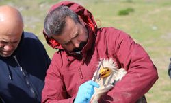 Bu da Eskişehir'in Yaren Leylek'i! Akbaba Midas üçüncü kez geldi