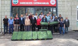 Eskişehir'de çiftçilere ücretsiz domates fidesi dağıtıldı