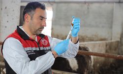 Eskişehir'de 144 binden fazla büyükbaş hayvan aşılandı!