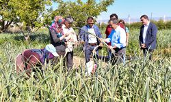 "Tarım alanları daralıyor, yüksek girdi maliyetleri ve üretime katılan çiftçi sayısı azalıyor"