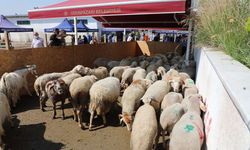 Odunpazarı Belediyesi’nden güvenli kurban kesim hizmeti