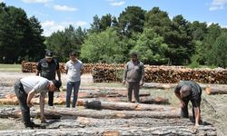 Eskişehir'de ormancılık faaliyetleri yerinde incelendi