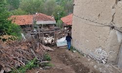 Eskişehir'in komşusunda 11 koyun telef oldu