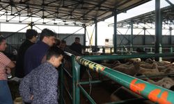Eskişehir'de kurbanlık fiyatları vatandaşı ikiye böldü