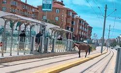 Eskişehir'de tramvay durağında sürpriz misafir! Görenler şaşkınlıkla izledi
