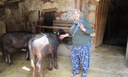 Büyükşehir'den üreticilere destek