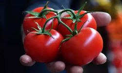 Kilo kilo almadan dikkat: Domates hakkında bunu ilk kez duyacaksınız