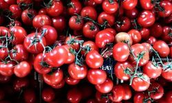 Bakan Yumaklı açıkladı: Türkiye domates üretiminde dünyada 3'üncü sırada