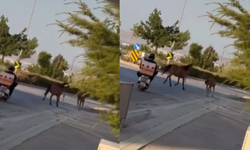 Eskişehir'de başıboş atlar trafiği birbirine kattı!