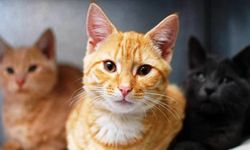 Kedi sahiplerinin çoğu bilmiyor: Kedileri en mutlu eden 5 şey açıklandı