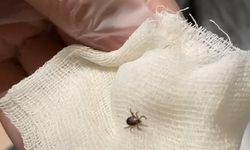 Kenelerin en çok tercih ettiği kan grubu belli oldu
