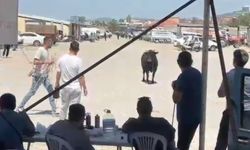 Komşuda kaçan kurbanlık ekipleri harekete geçirdi