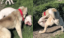 Eskişehir'de tepki çeken görüntü: Köpekler acımasızca dövüştürüldü
