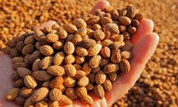 İspanya ve Portekiz bu işin sırrını çözdü: Türkiye'de hâlâ atık sayılıyor