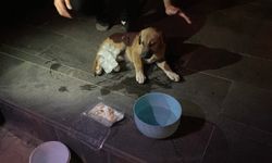 Eskişehir'de yavru köpeğe otomobil çarptı: Sonrasında yaşananlar duygulandırdı
